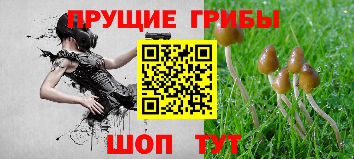 как найти закладки  Вход с VPN  Котовск  Псилоцибиновые грибы прущие грибы  Псилоцибиновые грибы Cubensis 